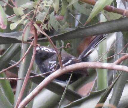 Image of Black-bellied Antwren