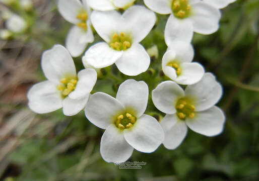 Image of boreal draba