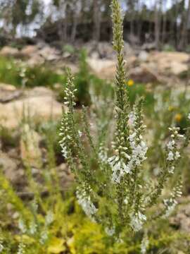 Image of Anarrhinum duriminium (Brot.) Pers.