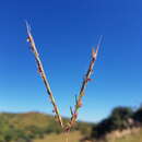 Image de Andropogon chinensis (Nees) Merr.