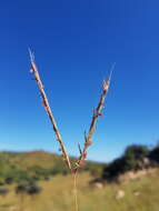 Plancia ëd Andropogon chinensis (Nees) Merr.