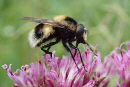 Volucella bombylans (Linnaeus 1758) resmi