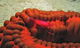 Image of Emperor shrimp