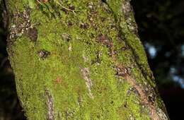 Image of erpodium moss