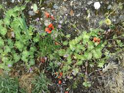 Image of Prickly Poppy