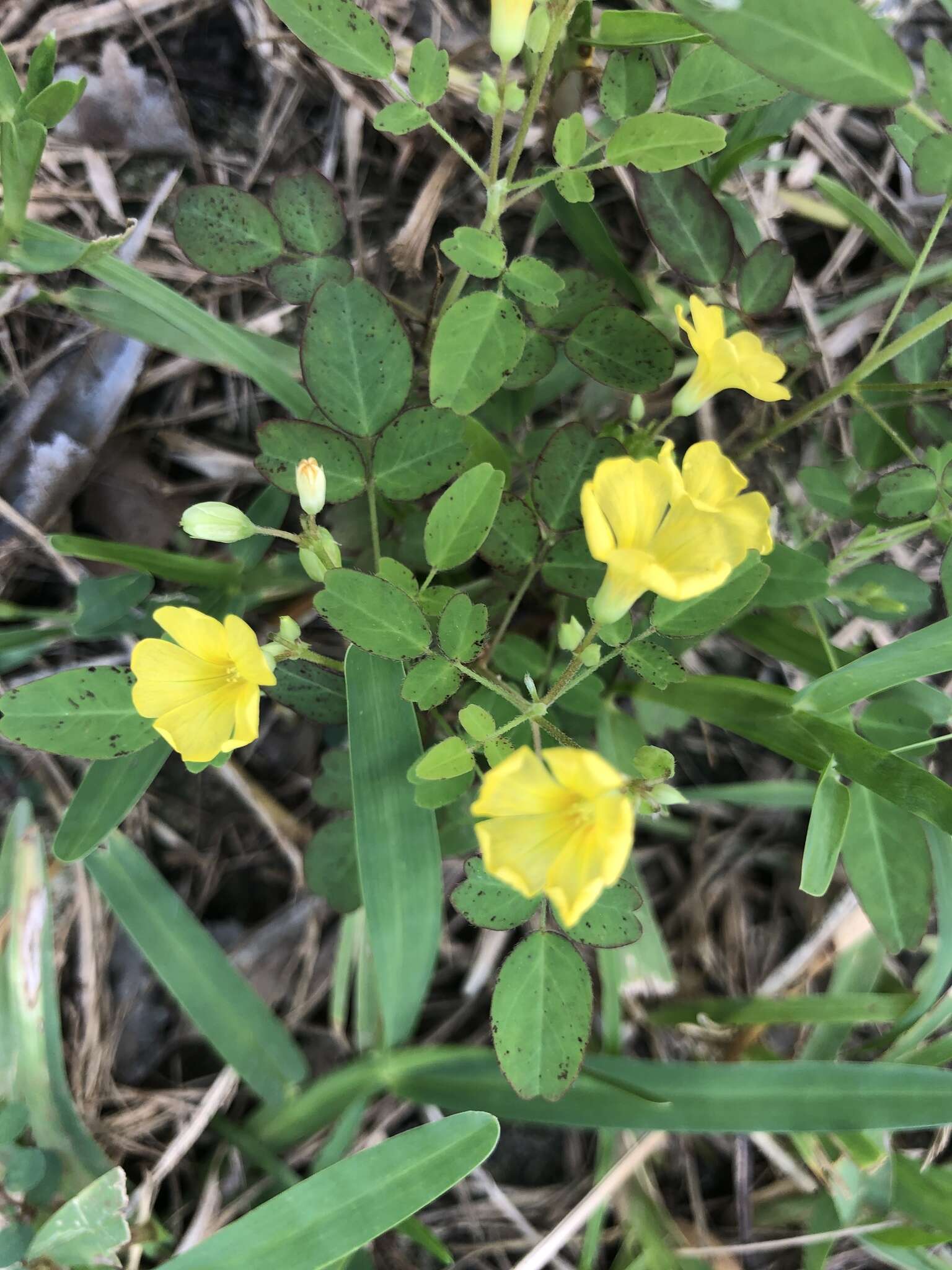 Image of shrubby woodsorrel