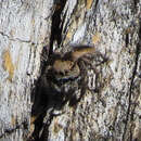 صورة Habronattus calcaratus (Banks 1904)