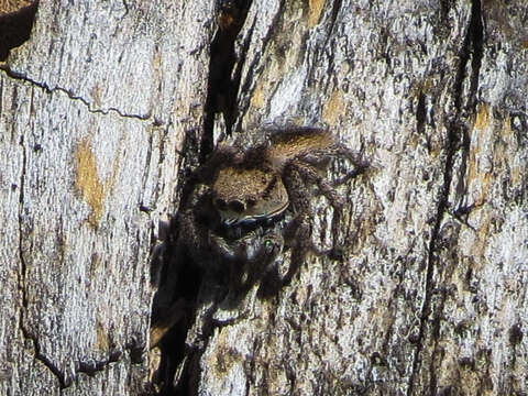 Image of Habronattus calcaratus (Banks 1904)