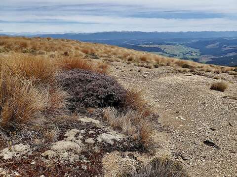 Image of Pittosporum anomalum Laing & Gourlay