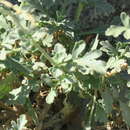 Image of Scrophularia deserti Del.
