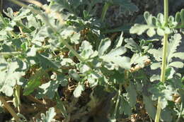 Image of Scrophularia deserti Del.