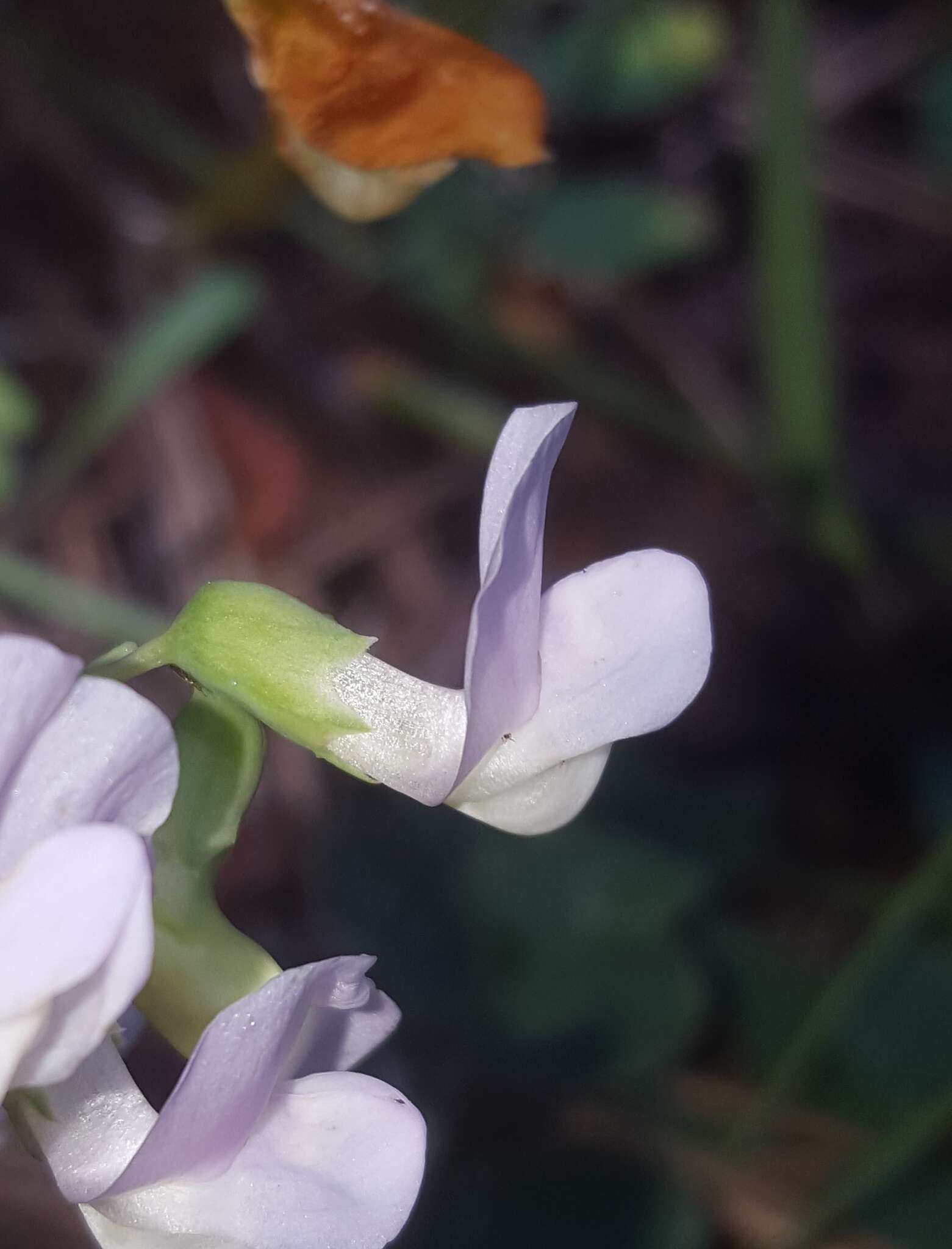 Imagem de Lathyrus nevadensis S. Watson