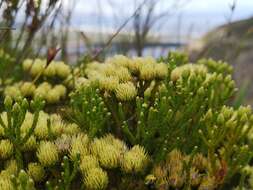 Image of Brunia paleacea Berg.