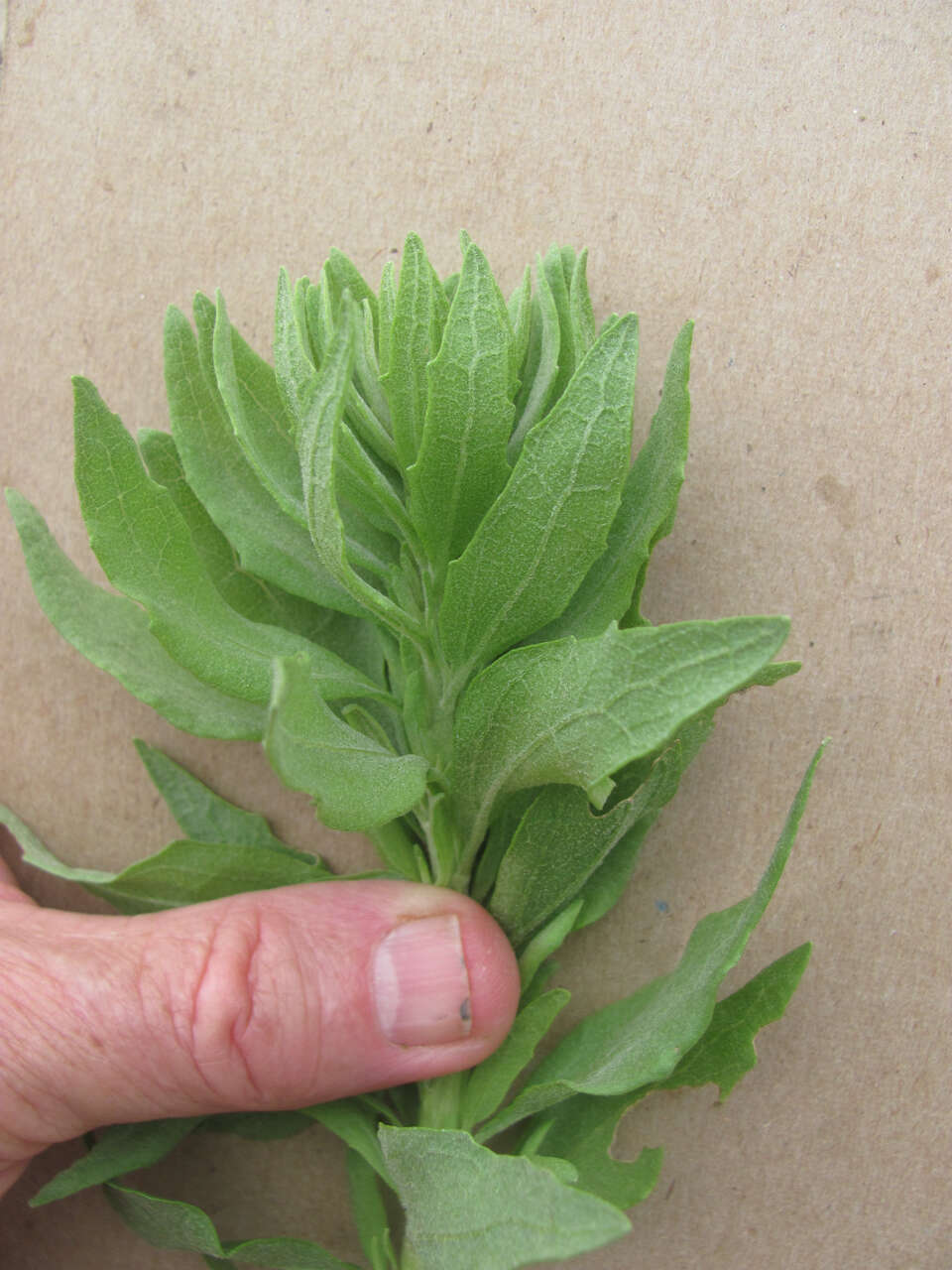 Image of leafy brickellbush