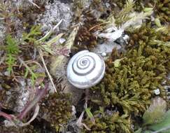 Image of dune snail