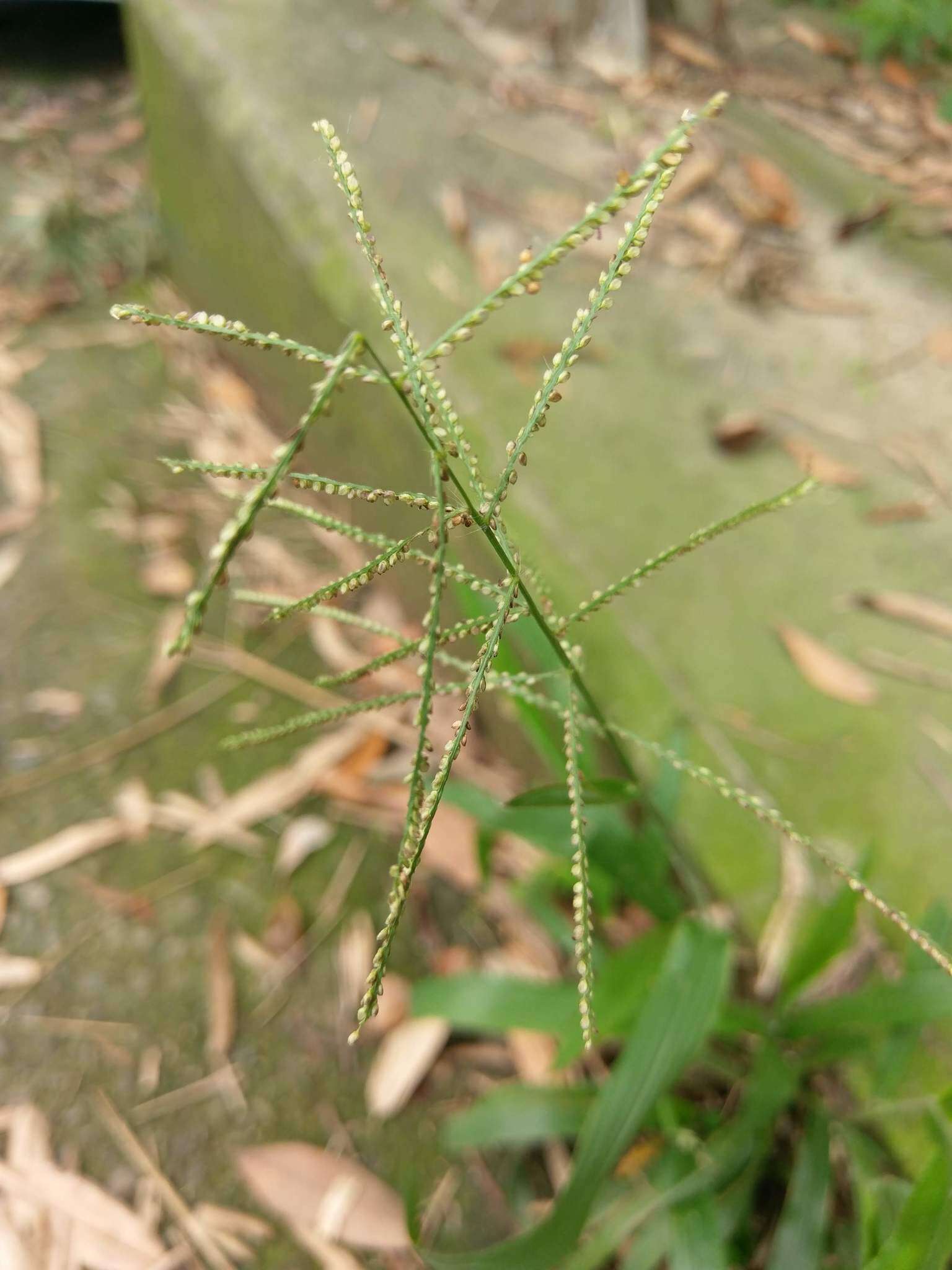 Image de Paspalum paniculatum L.