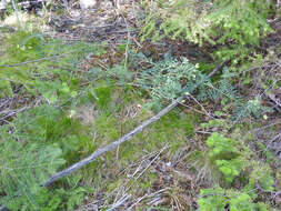 Image of Cooper's milkvetch