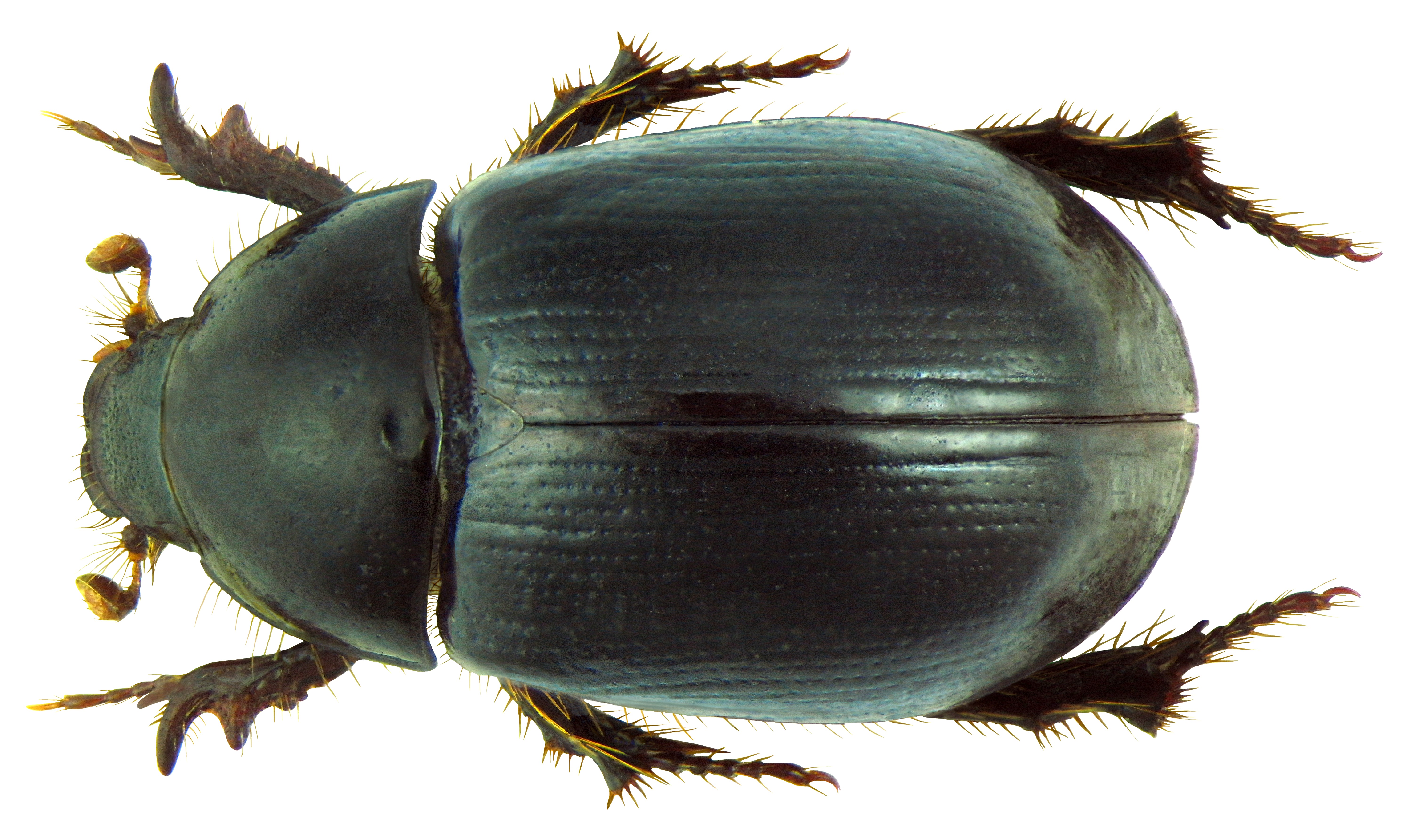 Image of <i>Hybosorus illigeri</i> Reiche 1853