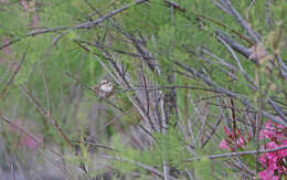 Image of Western Olivaceous Warbler