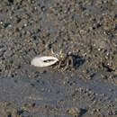 Image of Mexican Fiddler Crab