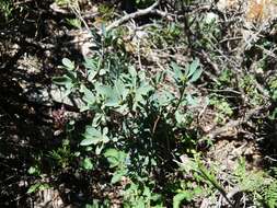 Daphne oleoides subsp. oleoides resmi