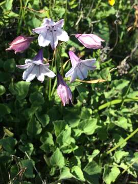 Image of San Clemente Island triteleia