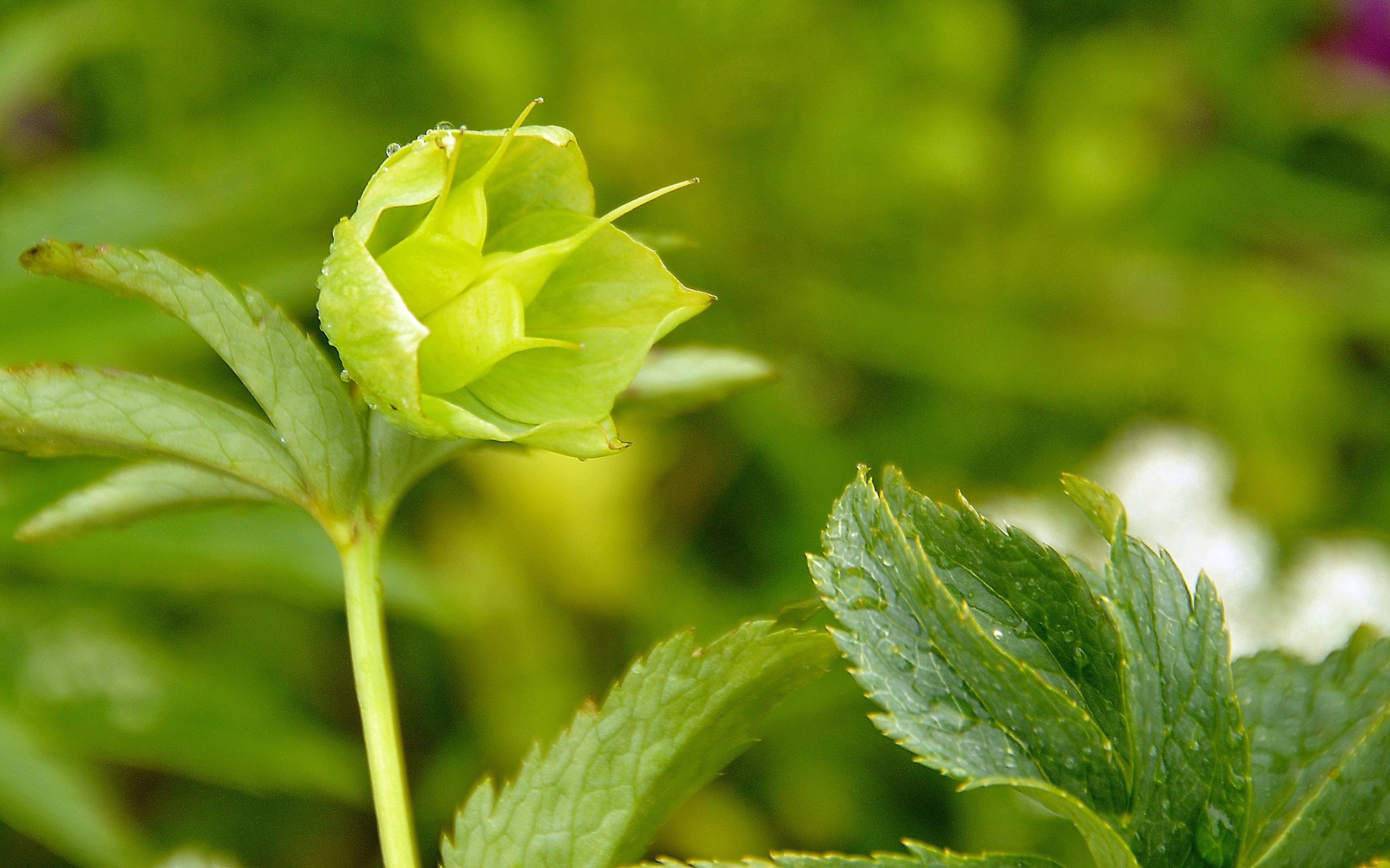 Helleborus viridis (rights holder: Jos Mara Escolano)