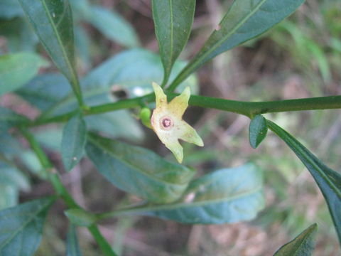 Image of <i>Solanum pseudocapsicum</i> L.