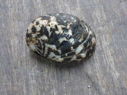 Image of Neritinae Rafinesque 1815