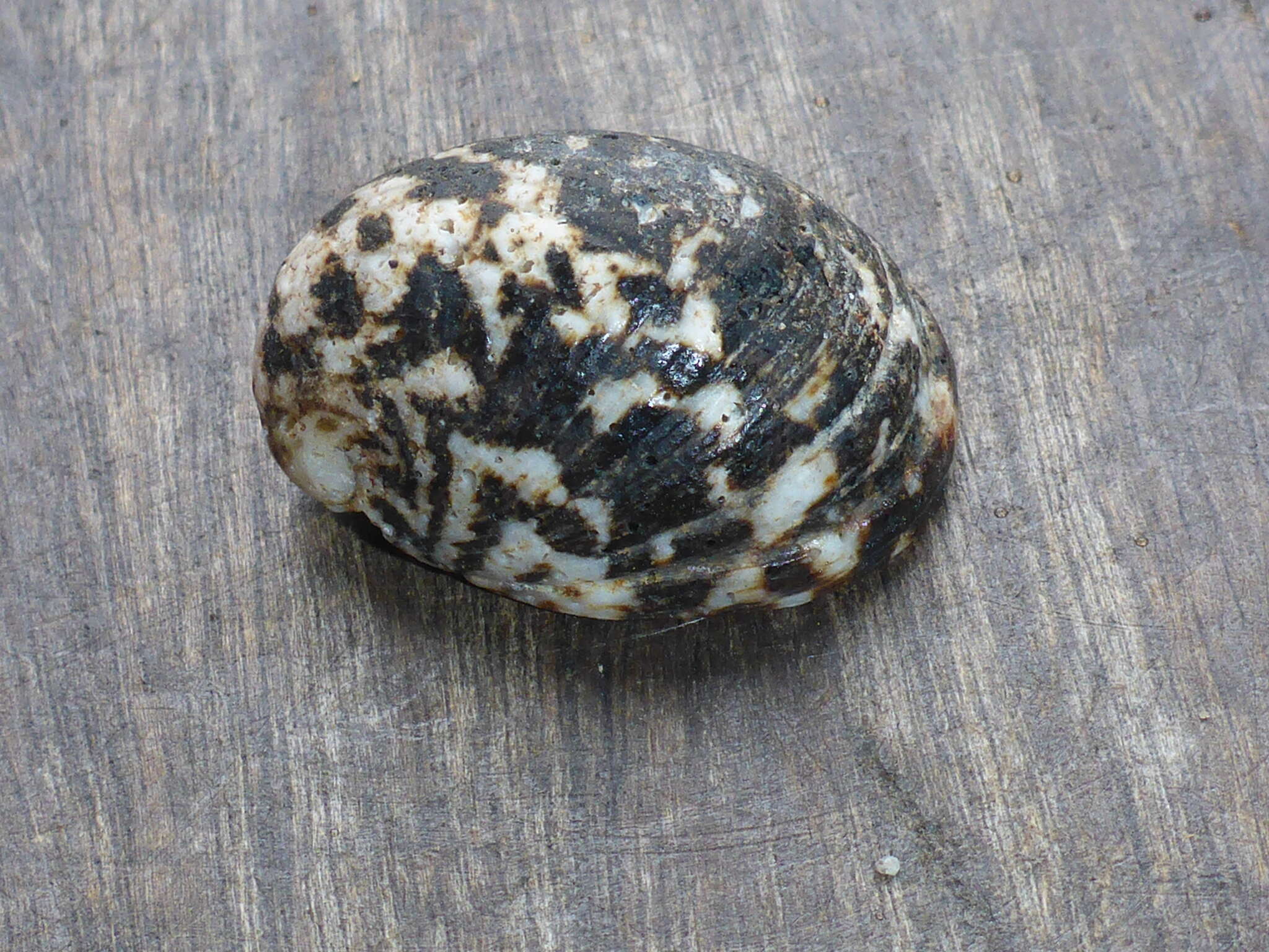 Image of Neritinae Rafinesque 1815