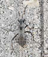 Image of Alydus conspersus Montandon 1893