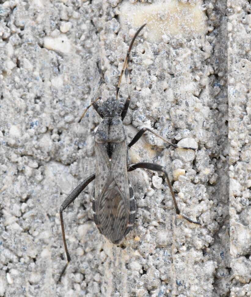 Image of Alydus conspersus Montandon 1893