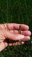 Image of Hardstem bulrush