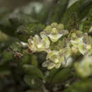 Image of Gastrochilus ciliaris Maek.