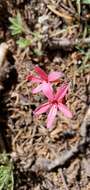 Image of scarlet gilia