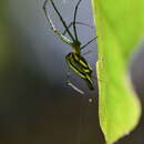 Image of Leucauge undulata (Vinson 1863)