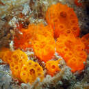 Image of Distaplia corolla Monniot F. 1974