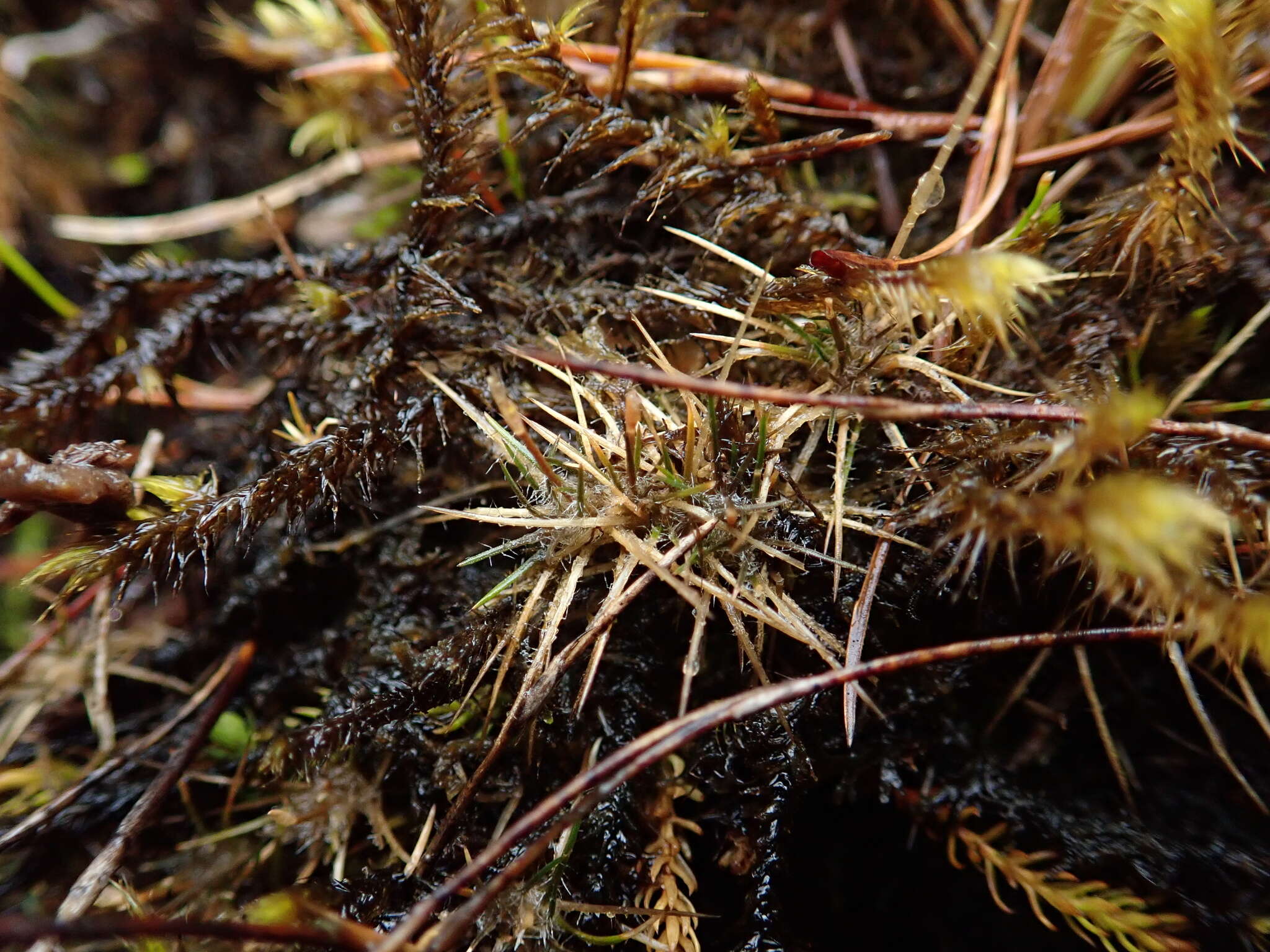 Слика од Centrolepis ciliata (Hook. fil.) Druce