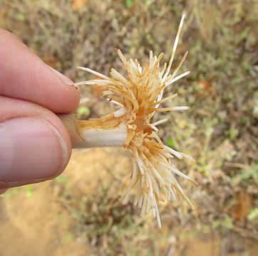 Image of Pseudobombax parvifolium Carv.-Sobr. & L. P. Queiroz