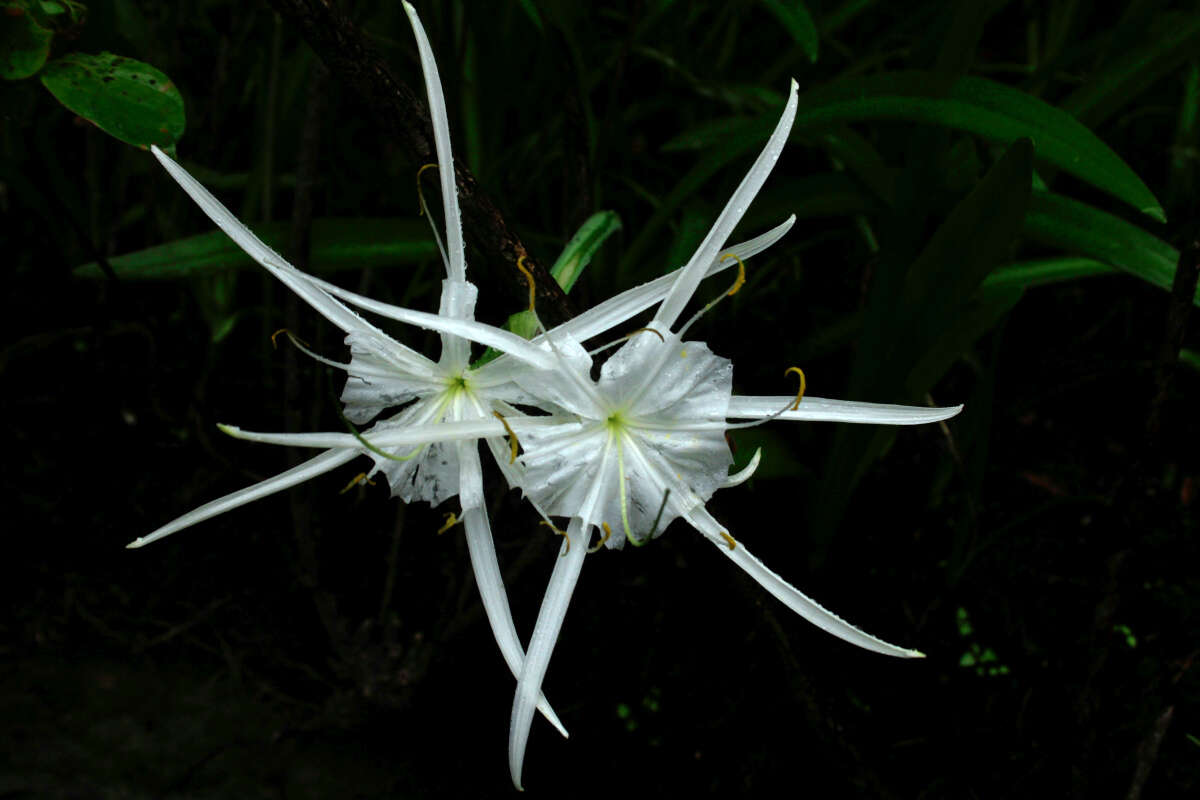 Image of Coastal Carolina Spiderlily