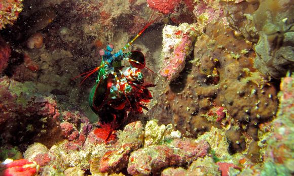 Image of Peacock Mantis Shrimp