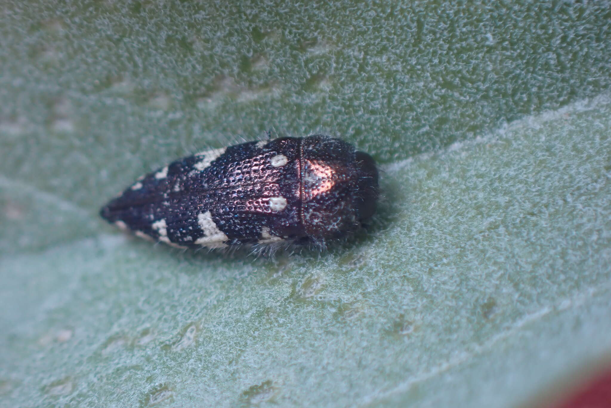 Image de Acmaeodera vernalis Barr 1972