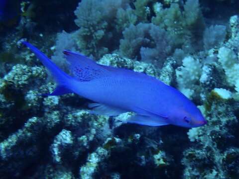 Image of Purple anthias