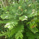 Image of Phyllanthus mimosoides Sw.