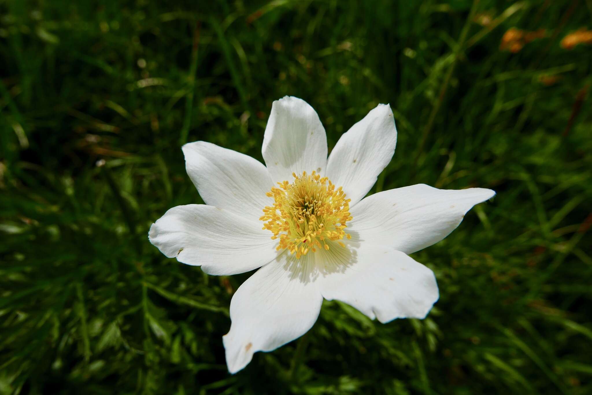 Image of alpine anemone