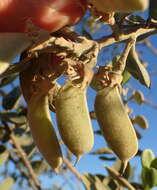 Stirtonanthus taylorianus (L. Bolus) B.-E. van Wyk & A. L. Schutte的圖片