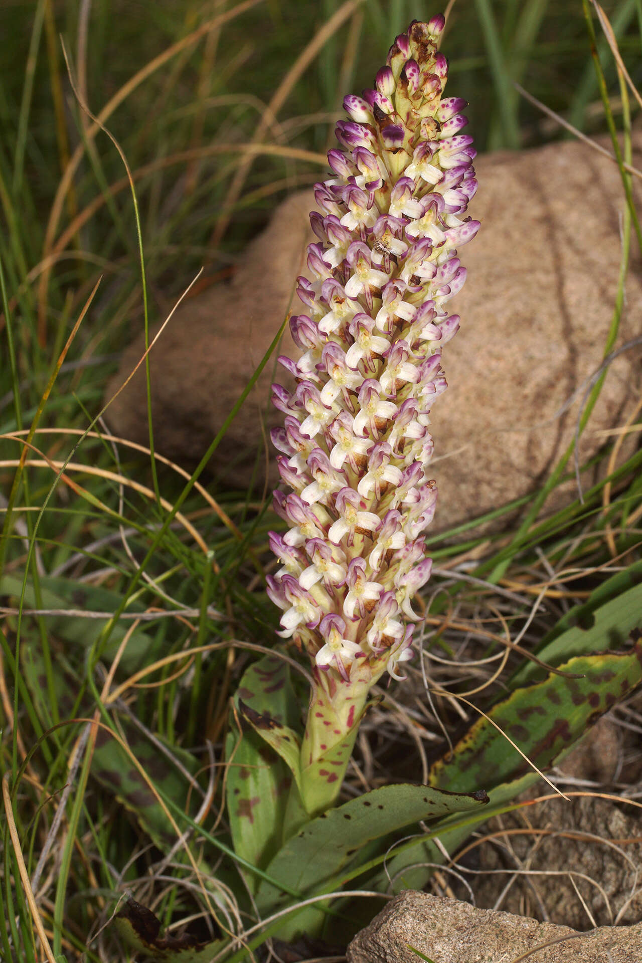 Image of Disa fragrans Schltr.