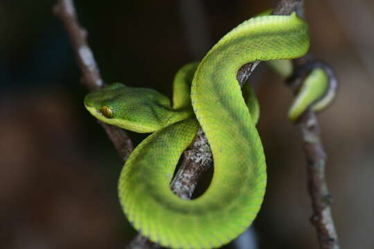 Image of White-lipped Tree Viper