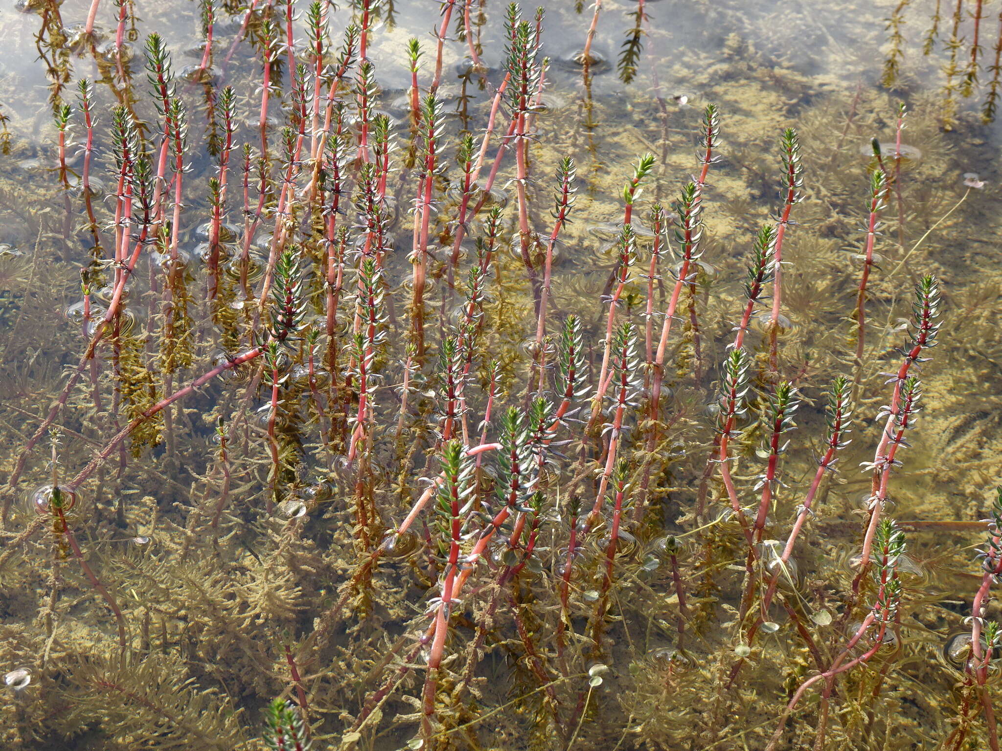 Image de Hippuris lanceolata Retz.