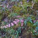 Astilbe longicarpa (Hayata) Hayata resmi